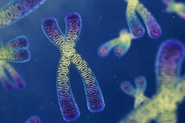 Ученые обнаружили, что хромосомы жидкие