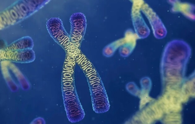 Ученые обнаружили, что хромосомы жидкие