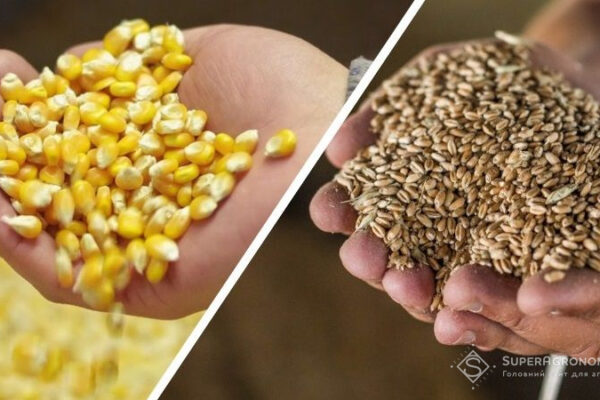 Ціни на пшеницю зросли після підриву Каховської ГЕС