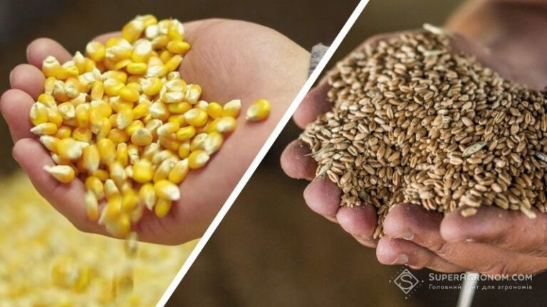 Ціни на пшеницю зросли після підриву Каховської ГЕС