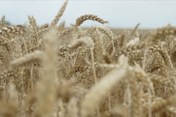 Союзники допоможуть Україні вивезти зерно усупереч російській блокаді – Білий дім