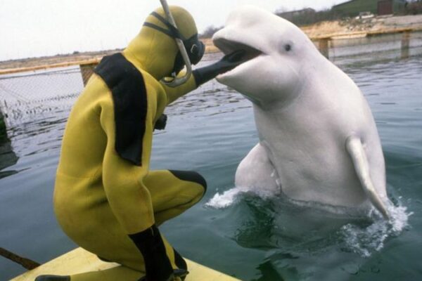 Бойові дельфіни. Що вони вміють і чи здатні захистити російські кораблі
