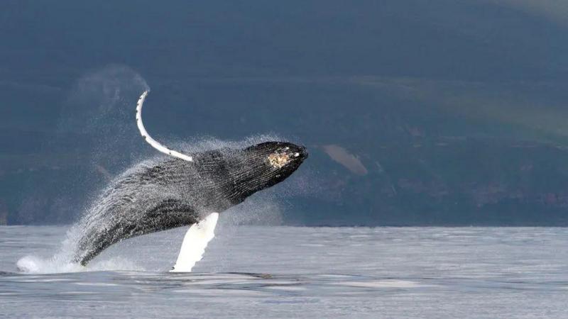 Таємниця співу китів. Вчені нарешті її розгадали
